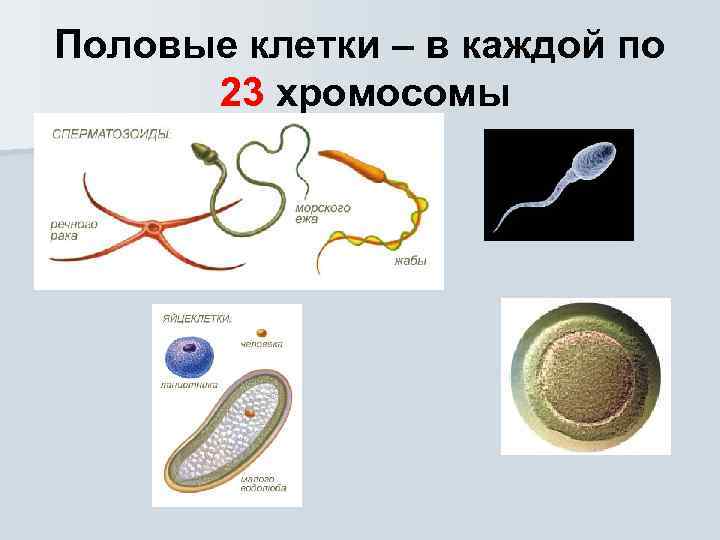 Соматические клетки картинки