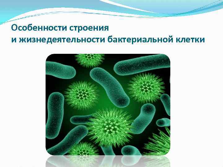 Особенности строения и жизнедеятельности бактериальной клетки 