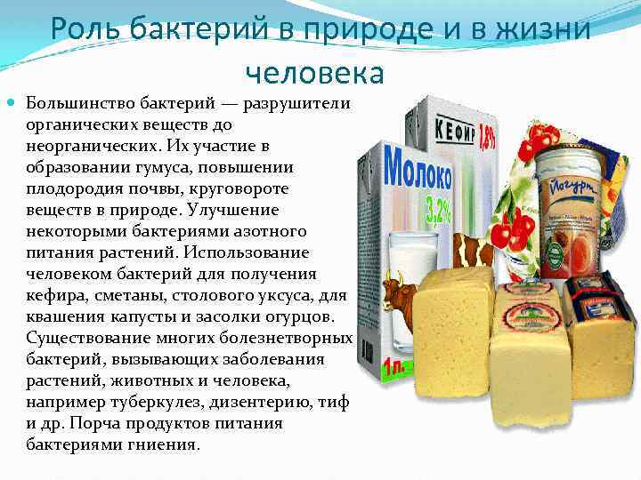  Роль бактерий в природе и в жизни человека Большинство бактерий — разрушители органических