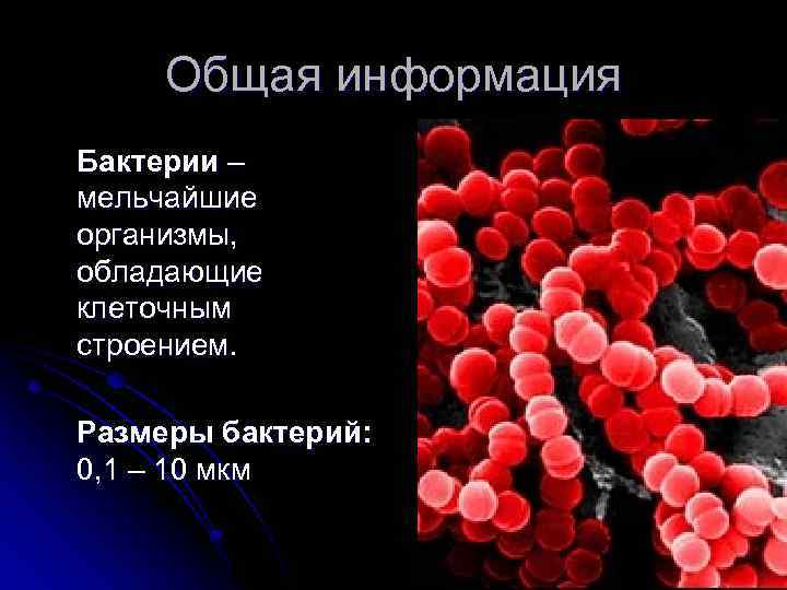 Общая информация Бактерии – мельчайшие организмы, обладающие клеточным строением. Размеры бактерий: 0, 1 –
