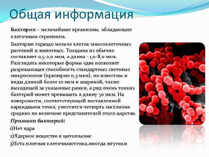 Общая информация Бактерии – мельчайшие организмы, обладающие клеточным строением. Бактерии гораздо мельче клеток многоклеточных