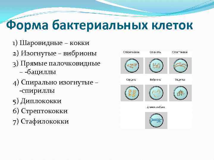 Форма бактериальных клеток 1) Шаровидные – кокки 2) Изогнутые – вибрионы 3) Прямые палочковидные
