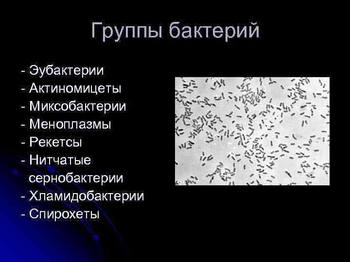 Группы бактерий - Эубактерии - Актиномицеты - Миксобактерии - Меноплазмы - Рекетсы - Нитчатые