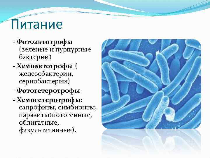 Питание - Фотоавтотрофы (зеленые и пурпурные бактерии) - Хемоавтотрофы ( железобактерии, сернобактерии) - Фотогетеротрофы