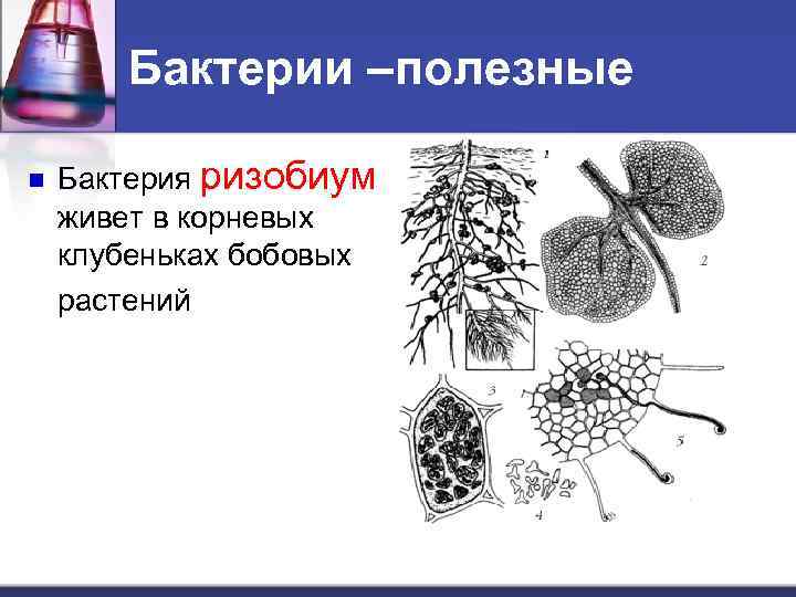 Бактерии –полезные n Бактерия ризобиум живет в корневых клубеньках бобовых растений 