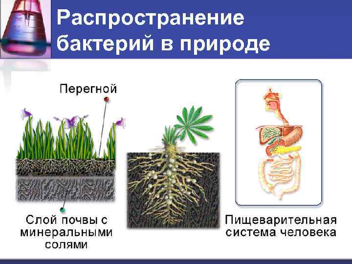 Распространение бактерий в природе 