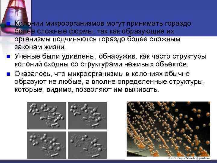 n n n Колонии микроорганизмов могут принимать гораздо более сложные формы, так как образующие