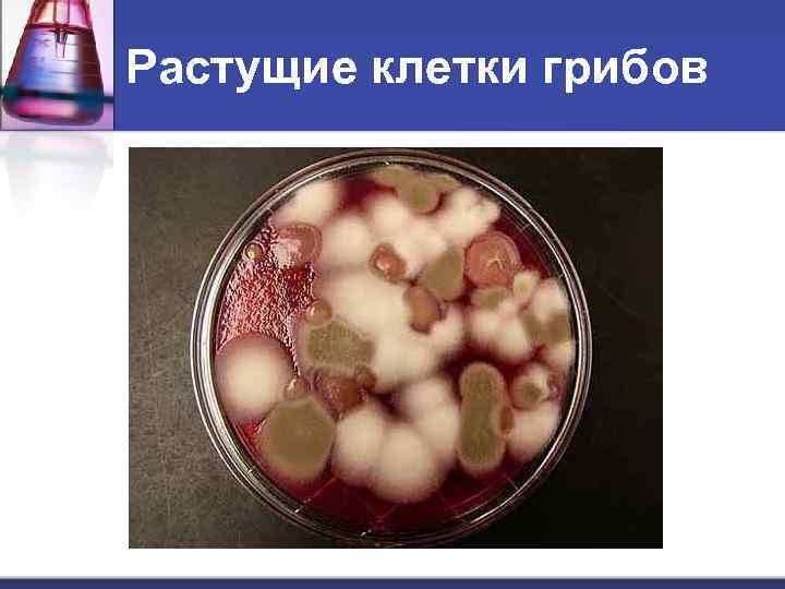 Растущие клетки грибов 