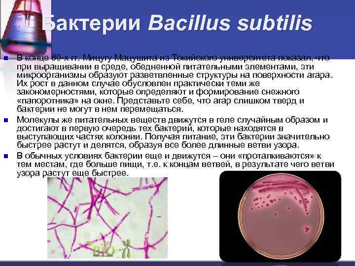 Бактерии Bacillus subtilis n n n В конце 80 -х гг. Мицугу Мацушита из