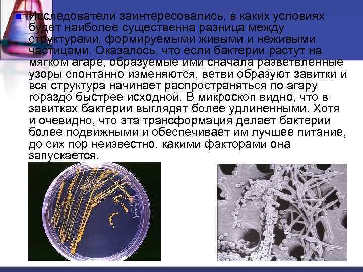 n Исследователи заинтересовались, в каких условиях будет наиболее существенна разница между структурами, формируемыми живыми