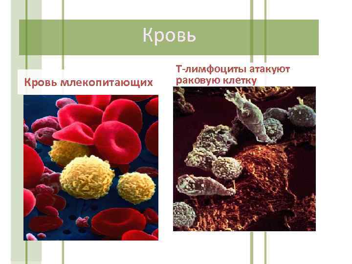Кровь млекопитающих Т-лимфоциты атакуют раковую клетку 