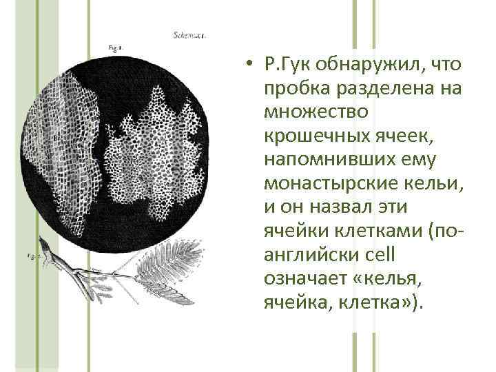  • Р. Гук обнаружил, что пробка разделена на множество крошечных ячеек, напомнивших ему