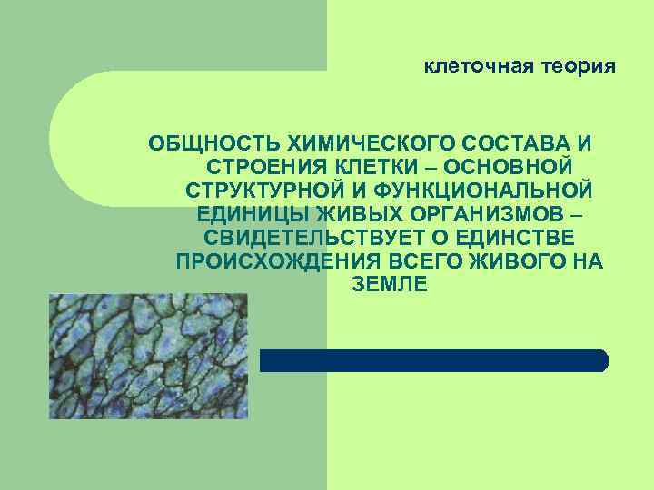 клеточная теория ОБЩНОСТЬ ХИМИЧЕСКОГО СОСТАВА И СТРОЕНИЯ КЛЕТКИ – ОСНОВНОЙ СТРУКТУРНОЙ И ФУНКЦИОНАЛЬНОЙ ЕДИНИЦЫ