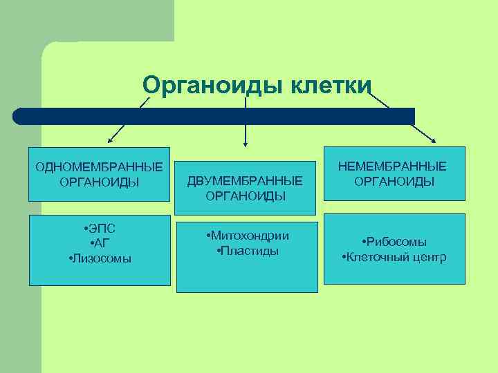 Органоиды клетки ОДНОМЕМБРАННЫЕ ОРГАНОИДЫ • ЭПС • АГ • Лизосомы ДВУМЕМБРАННЫЕ ОРГАНОИДЫ • Митохондрии