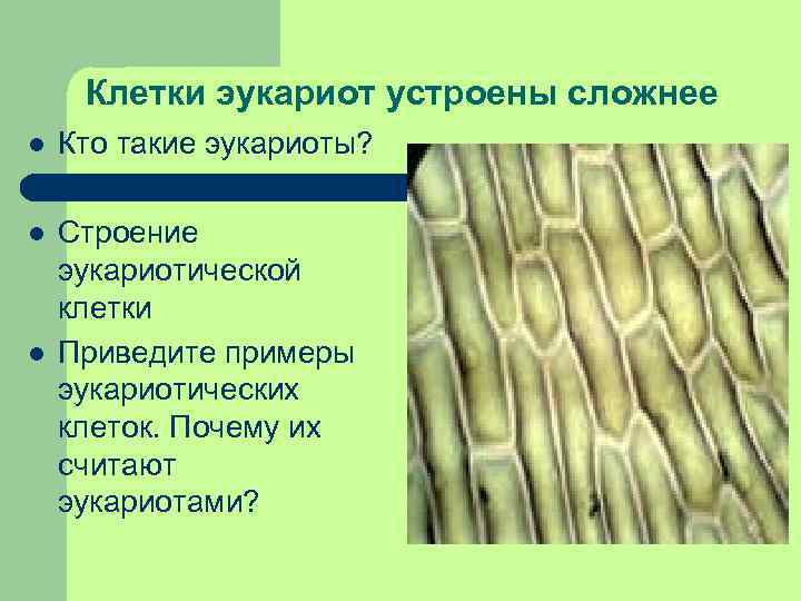 Клетки эукариот устроены сложнее l Кто такие эукариоты? l Строение эукариотической клетки Приведите примеры