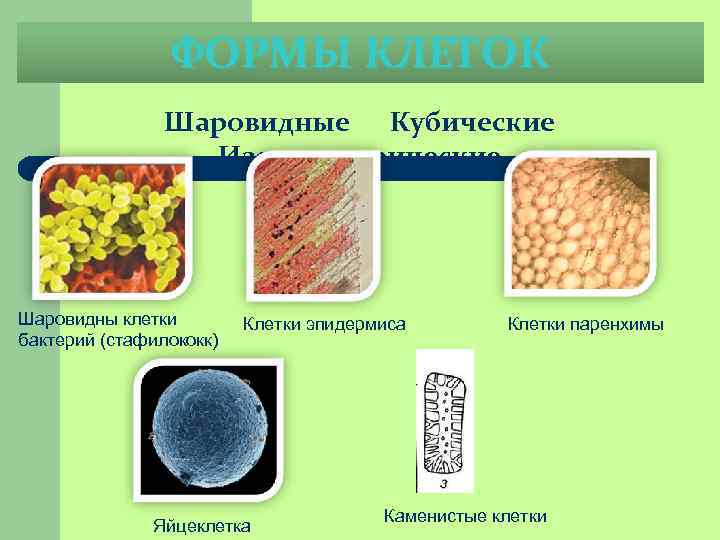 ФОРМЫ КЛЕТОК Шаровидные Кубические Изодиаметрические Шаровидны клетки бактерий (стафилококк) Клетки эпидермиса Яйцеклетка Клетки паренхимы