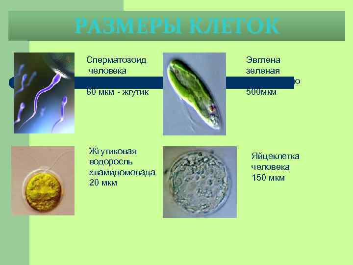 РАЗМЕРЫ КЛЕТОК Сперматозоид человека 5 мкм – головка 60 мкм - жгутик Жгутиковая водоросль
