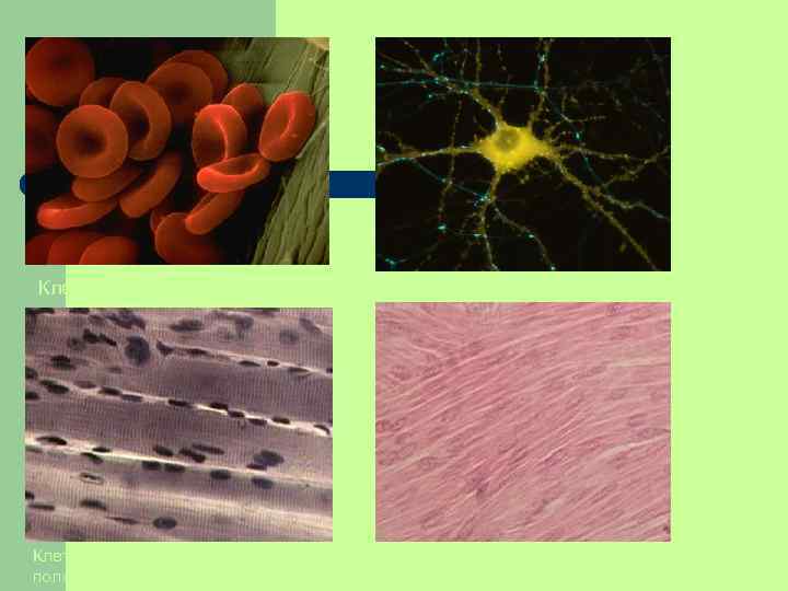 Клетки крови (эритроциты) Клетки скелетной поперечнополосатой мышечной ткани Нервная клетка Клетки гладкой мышечной ткани