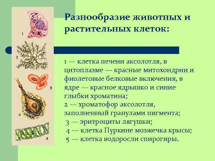 Разнообразие клеток