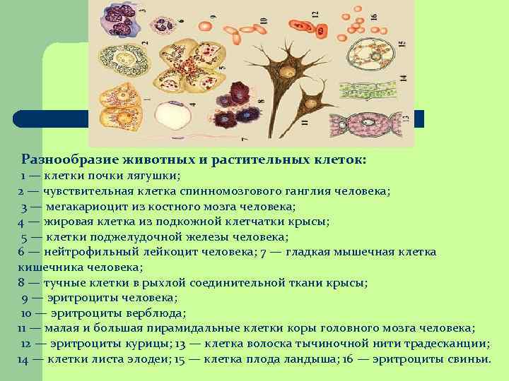 Разнообразие животных и растительных клеток: 1 — клетки почки лягушки; 2 — чувствительная клетка