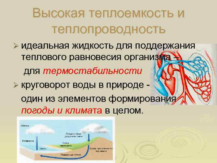 Высокая теплоемкость и теплопроводность Ø идеальная жидкость для поддержания теплового равновесия организма – для