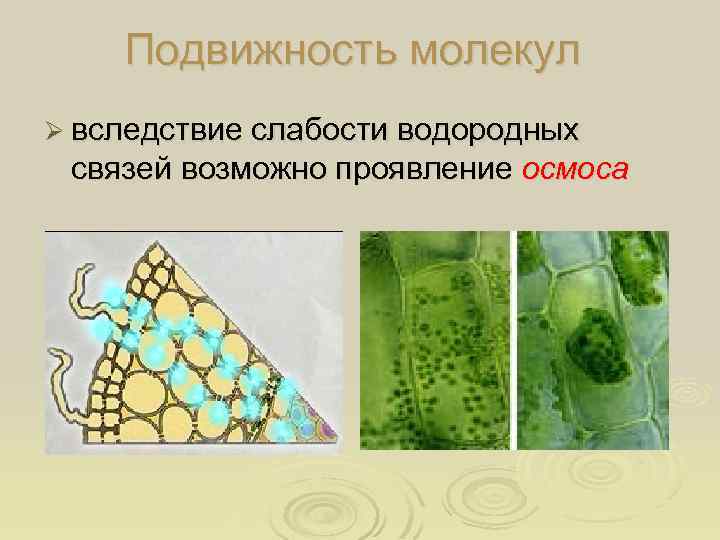 Подвижность молекул Ø вследствие слабости водородных связей возможно проявление осмоса 