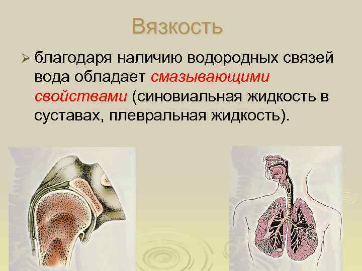 Вязкость Ø благодаря наличию водородных связей вода обладает смазывающими свойствами (синовиальная жидкость в суставах,