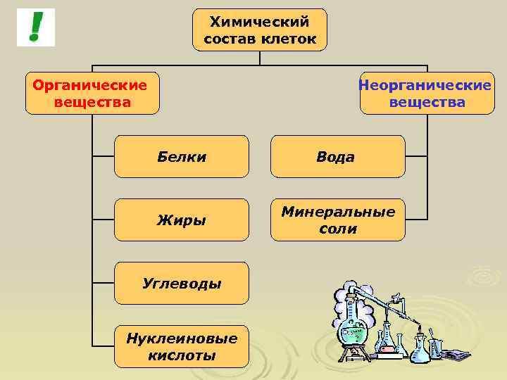 Химический состав клеток Органические вещества Неорганические вещества Белки Вода Жиры Минеральные соли Углеводы Нуклеиновые