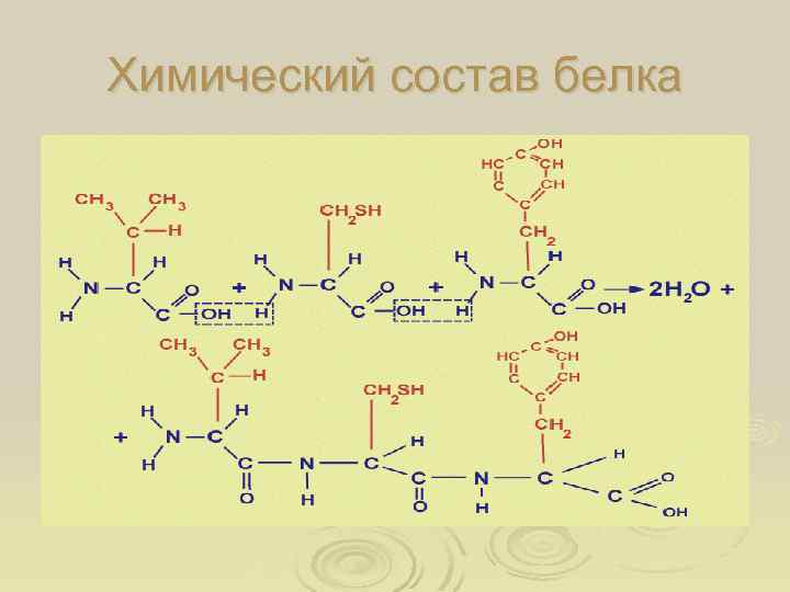 Химический состав белка 