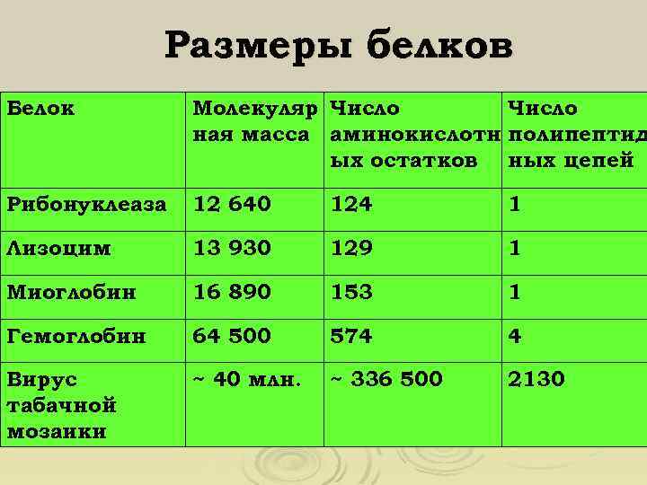 Размеры белков Белок Молекуляр Число ная масса аминокислотн полипептид ых остатков ных цепей Рибонуклеаза