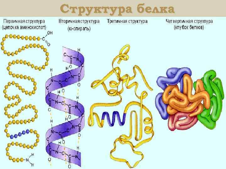 Структура белка 