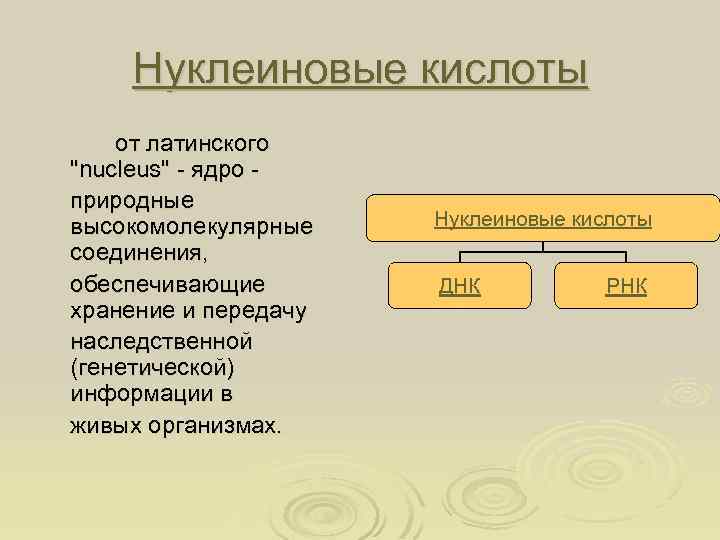 Нуклеиновые кислоты от латинского 