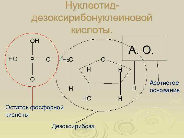 Нуклеотиддезоксирибонуклеиновой кислоты. ОН НО Р О А. О. О Н 2 С Н Н