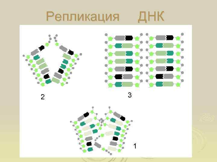 Репликация 2 ДНК 3 1 