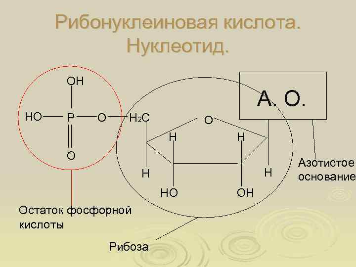 Рибонуклеиновая кислота. Нуклеотид. ОН НО Р А. О. О Н 2 С О Н