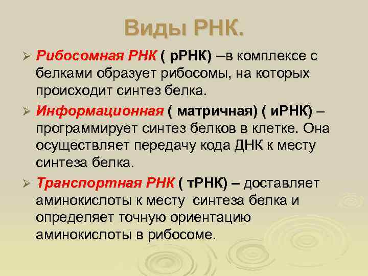 Виды РНК. Рибосомная РНК ( р. РНК) –в комплексе с белками образует рибосомы, на