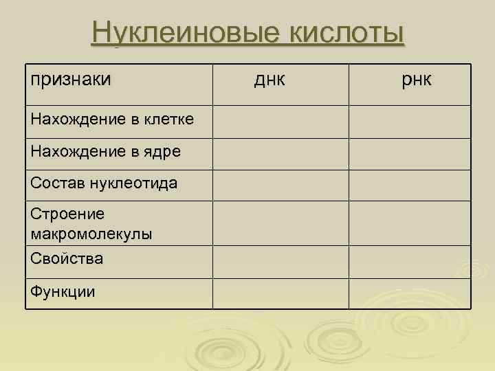 Нуклеиновые кислоты признаки Нахождение в клетке Нахождение в ядре Состав нуклеотида Строение макромолекулы Свойства