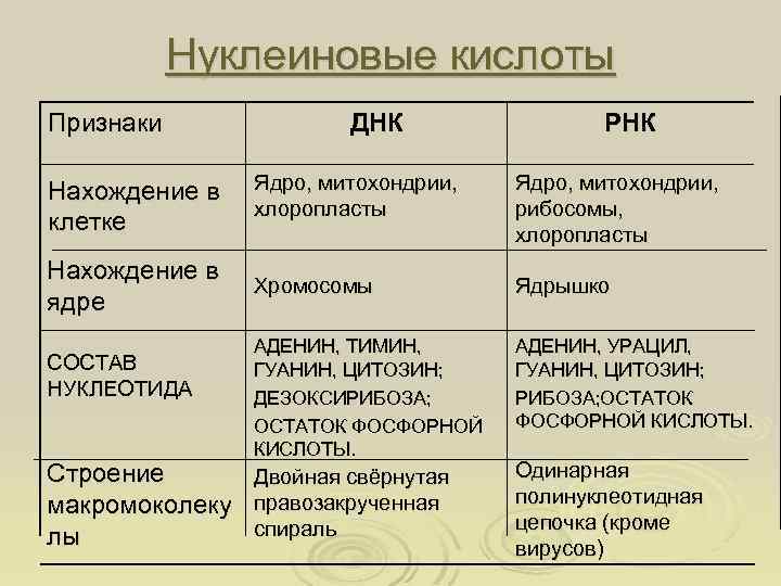 Нуклеиновые кислоты Признаки ДНК РНК Нахождение в клетке Ядро, митохондрии, хлоропласты Ядро, митохондрии, рибосомы,