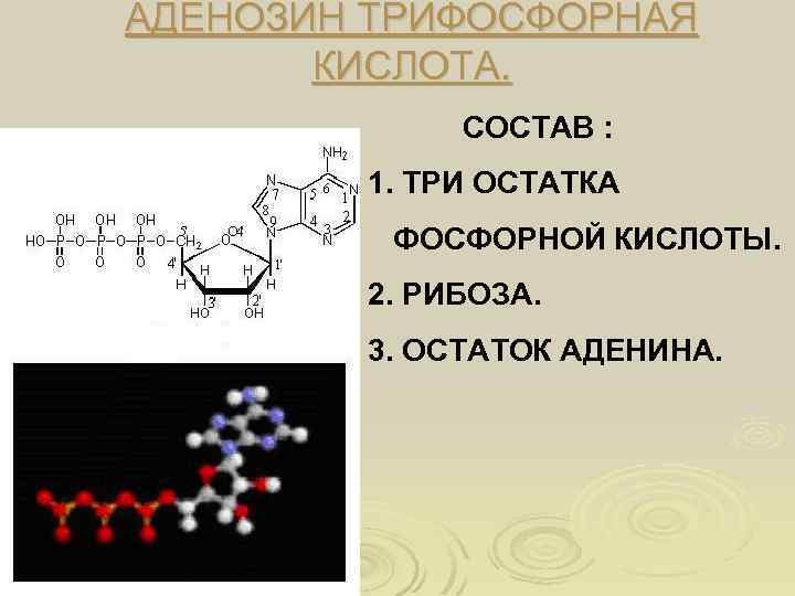 АДЕНОЗИН ТРИФОСФОРНАЯ КИСЛОТА. СОСТАВ : 1. ТРИ ОСТАТКА ФОСФОРНОЙ КИСЛОТЫ. 2. РИБОЗА. 3. ОСТАТОК