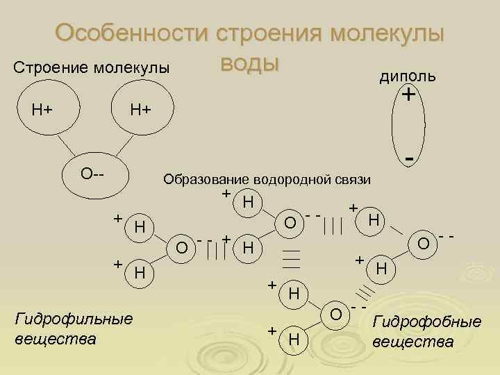 Особенности строения молекулы воды Строение молекулы диполь Н+ + Н+ О-- - Образование водородной