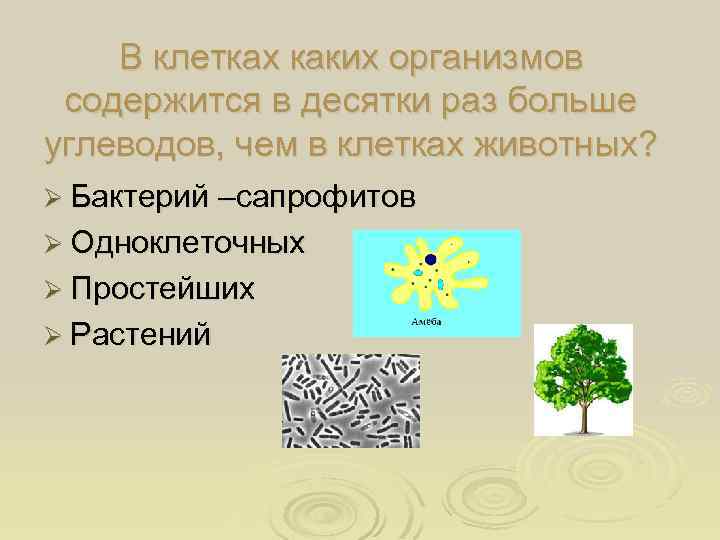 Деятельность каких организмов. В клетках каких организмов содержится в десятки раз больше углеводов. В клетках каких организмов содержится больше углеводов. Клетки каких организмов. Почему в растительных клетках углевода больше.