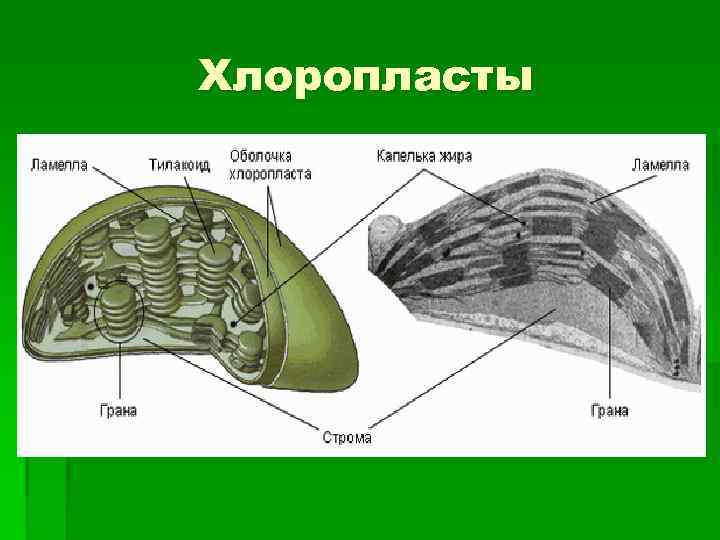 Хлоропласты § Хлоропласты (от греч. chlorós — зелёный и plastós — вылепленный, образованный), внутриклеточные