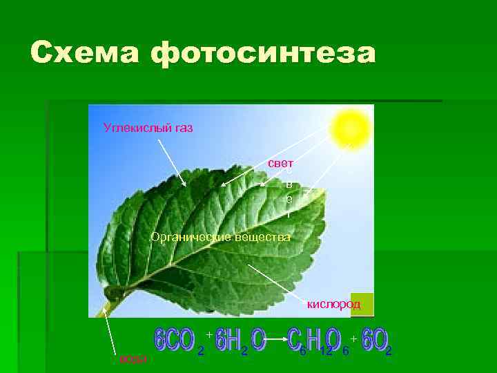 Схема фотосинтеза Углекислый газ свет с в е т Органические вещества кислород + вода