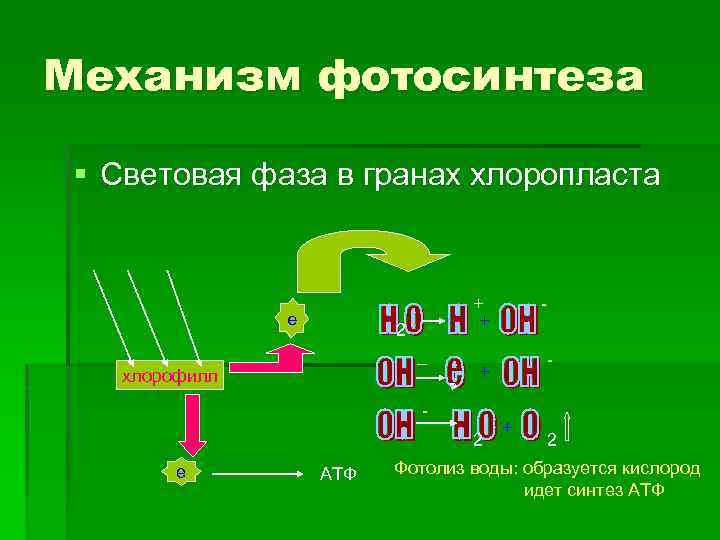 Механизм фотосинтеза § Световая фаза в гранах хлоропласта е + + 2 _ хлорофилл