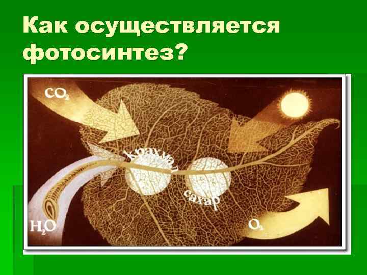 Как осуществляется фотосинтез? 