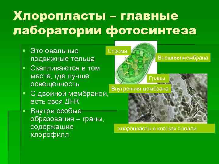 Хлоропласты – главные лаборатории фотосинтеза Строма § Это овальные Внешняя мембрана подвижные тельца §