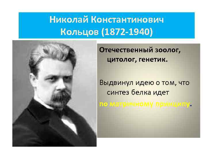 Николай Константинович Кольцов (1872 -1940) Отечественный зоолог, цитолог, генетик. Выдвинул идею о том, что