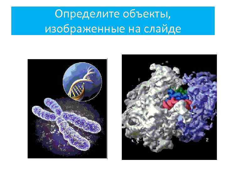Определите объекты, изображенные на слайде 