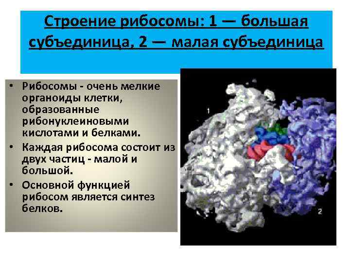 Строение рибосомы: 1 — большая субъединица, 2 — малая субъединица • Рибосомы - очень