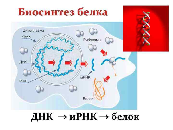 Биосинтез белка ДНК → и. РНК → белок 
